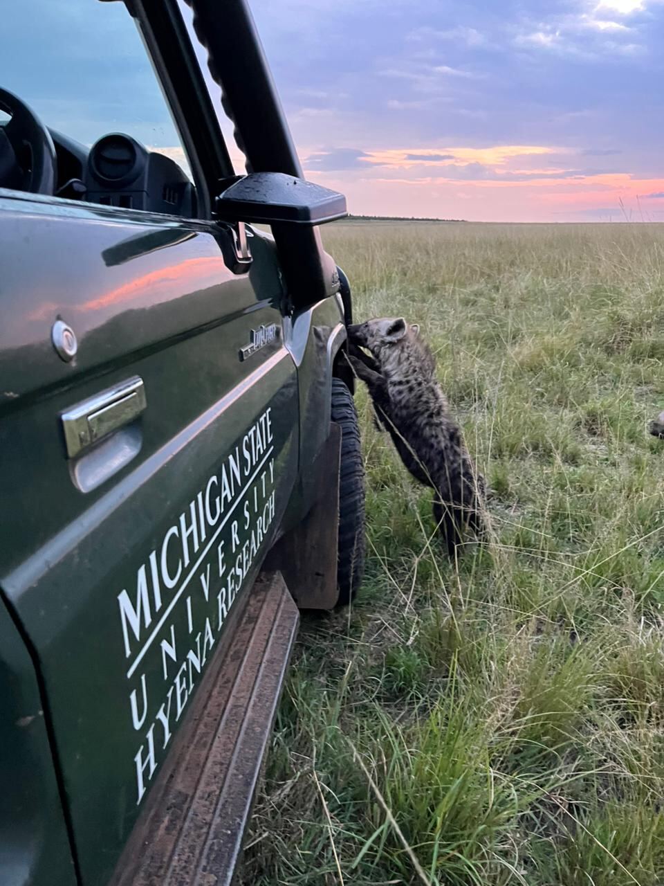 A cub from the Serena South clan wants to get more involved with the research.