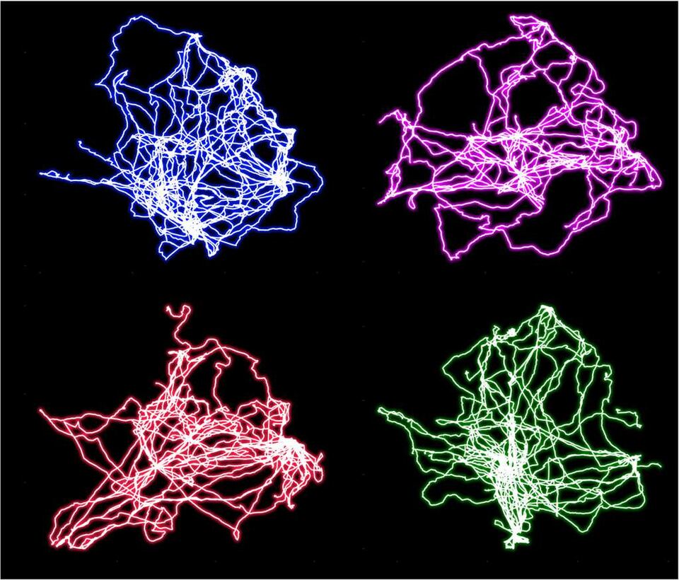 Jana submits hyena movement trajectories for the MSU EEB Art in Science Prize.