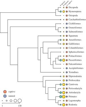 A phylogeny of the taxonomic orders represented in DomArchive, from decapods and hymenopterans through fishes, reptiles and birds to mammals, with dots at each tip scaled to the number of species and datasets and shaded by the proportion of captive versus wild populations. Primates, Passeriformes, Carnivora and Rodentia contribute the most data.