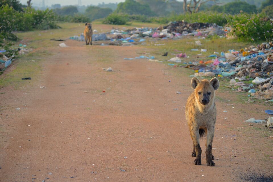 Two spotted hyenas on a dirt track running past a refuse dump on the edge of a city