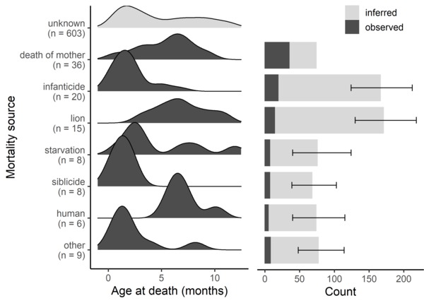Two-panel figure. Left: age at death for each source of juvenile mortality, with infanticide concentrated in the first months of life. Right: observed versus inferred death counts, where infanticide and lions are the two largest inferred sources despite few observed cases.