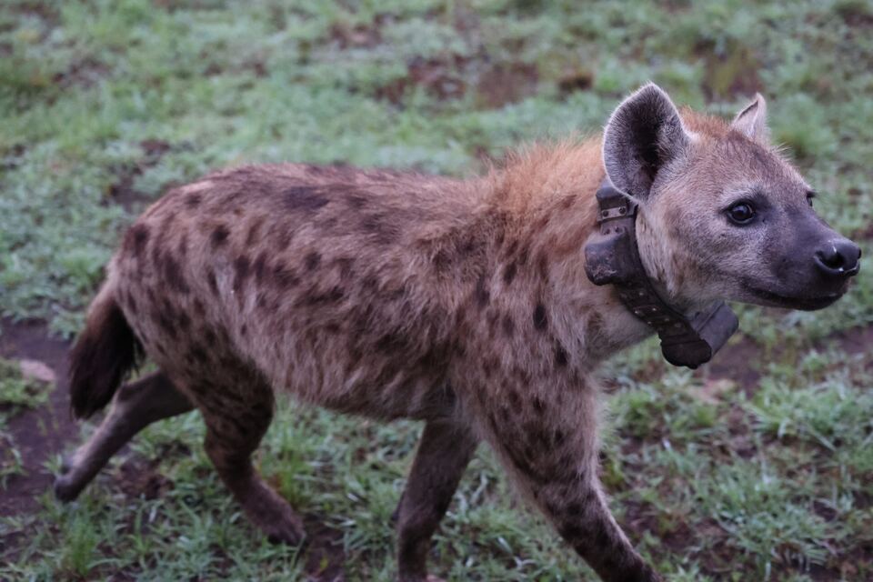 A spotted hyena walking across wet grass wearing a GPS tracking collar