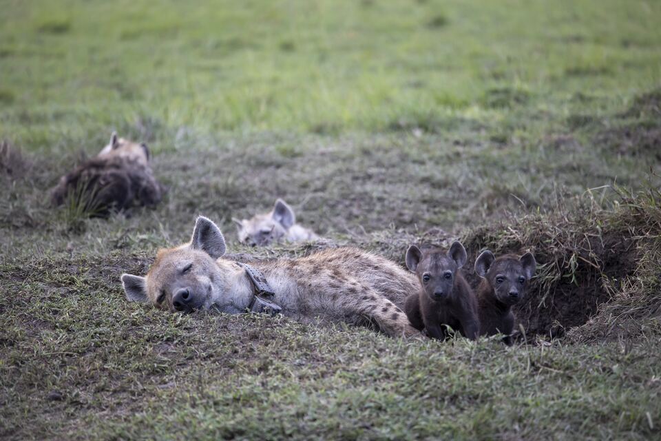 An adult spotted hyena resting at a den beside two cubs