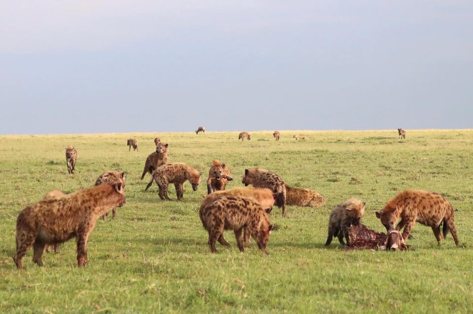 A dozen or more spotted hyenas spread across open grassland, several feeding at a carcass while others stand nearby and more approach across the plain