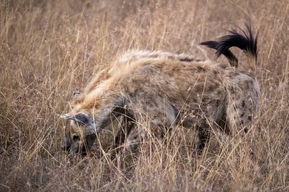 A spotted hyena nosing through tall dry grass, tail raised