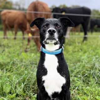 Tamu, a black and white dog sitting in a grassy field